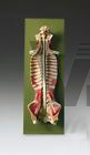 Spinal Cord in Spinal Canal Anatomical Model